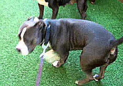 Devore Dominant pitbull pup meets 2 female bullies 