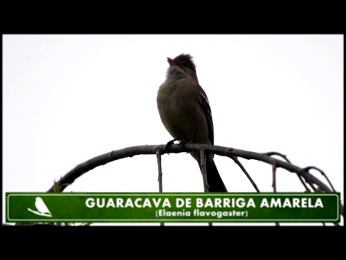 GUARACAVA DE BARRIGA AMARELA - AVE - BRASIL