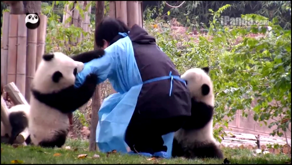 Нападение панд на человека