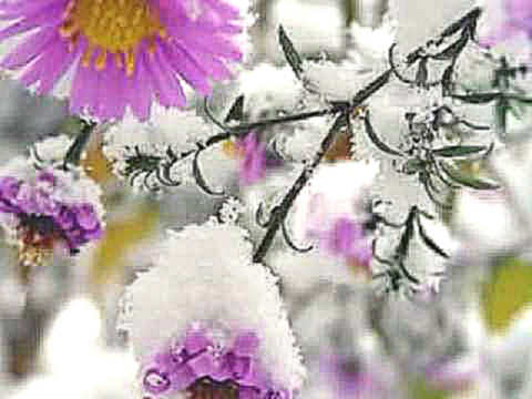 ...Лариса Долина-Цветы под снегом... 