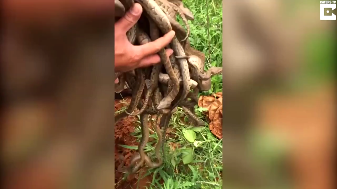 Ловец змей нашел гнездо