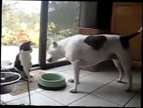 Кот терминатор против собаки
