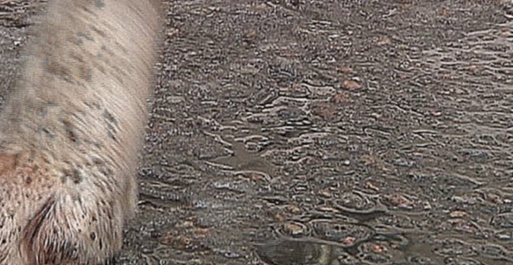Лабрадор-ретривер одна из лучших собак-таможенников