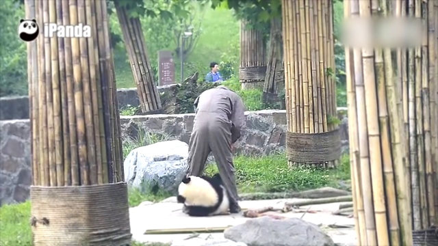 Панда пристает к смотрителю