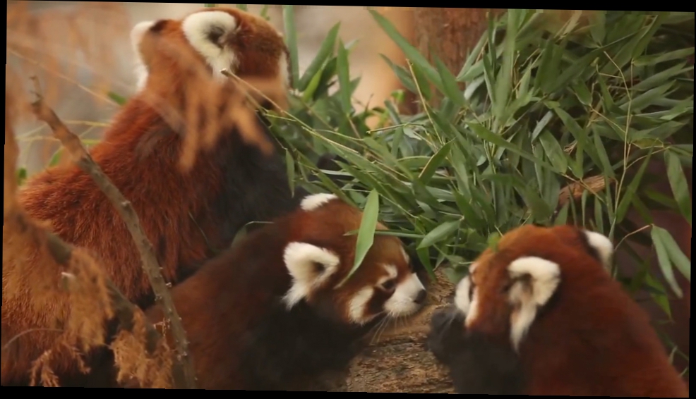 Красные панды на выставке в зоопарке Парка Линкольна