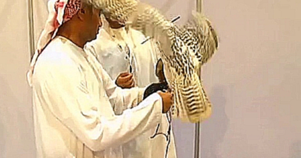 Самого красивого сокола выбрали в Абу-Даби