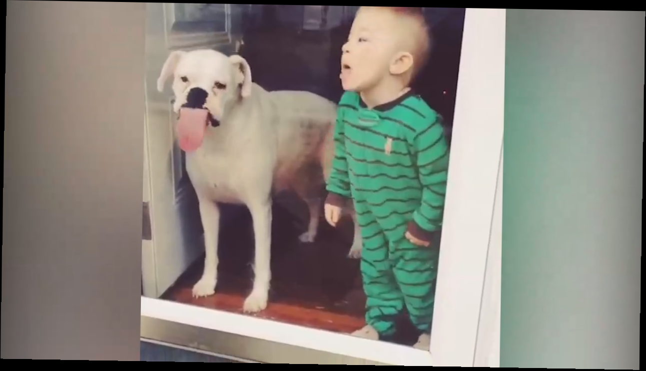 Собаки лижут окна