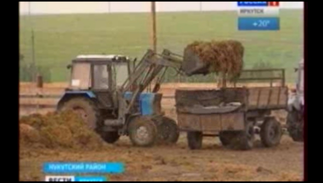В Нукутском районе разводят коров породы казахская белог... 