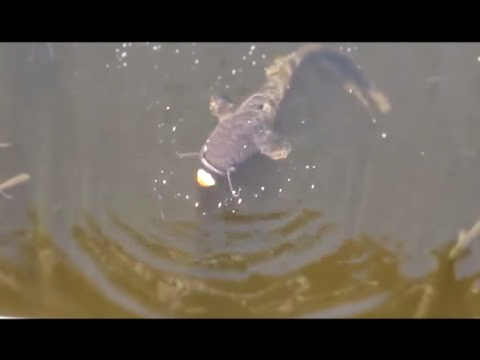 Chernobyl catfish & carps