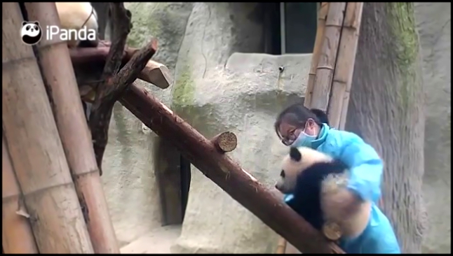 Панда любит сидеть на ручках