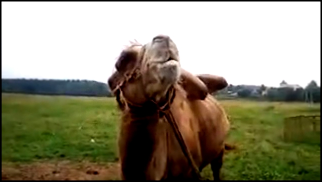 Звенигородский верблюд ржачно пьет пиво