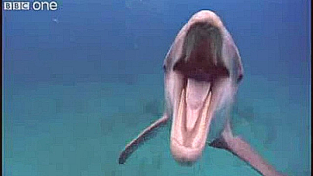 Ржачный дельфин