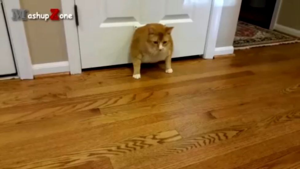 Толстые коты и кошачья дверь