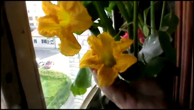 У меня в доме цветёт моя тыква в горшке на балконе Цветы у тыквы хорошо пахнут