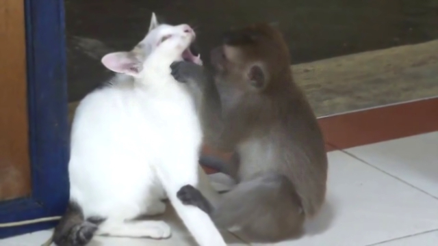 Обезьяна целует кота. Кот в шоке 