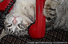 Тамара Чичинадзе - Планета кошек / фотки с сайта Kotomatrix.ru 
