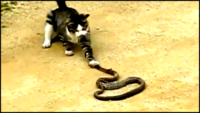 Кот vs змея