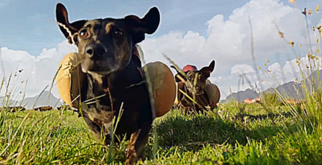 Милые собаки в виде хот-дога в рекламе HEINZ  
