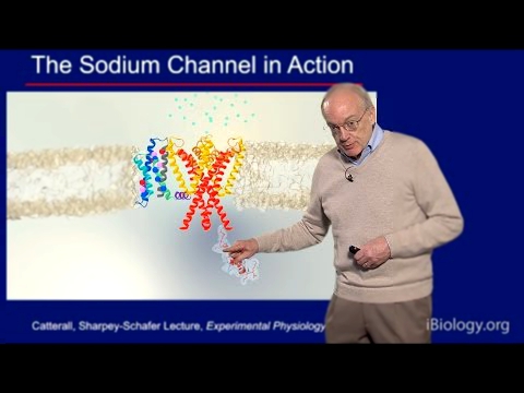 William Catterall U. Washington Part 2: Voltage-gated Na+ Channels at Atomic Resolution