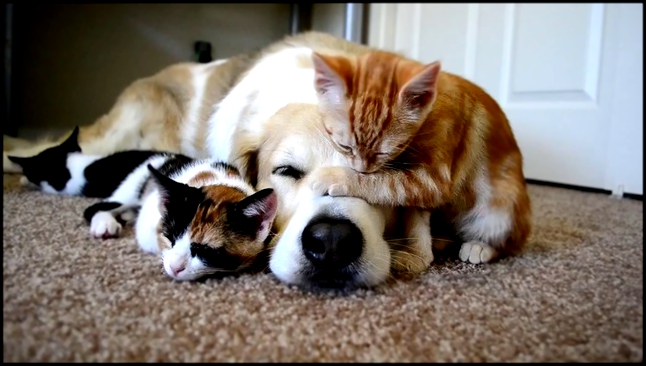 Собака и котята - дружная семья.MP4 