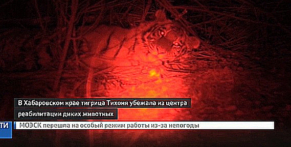 В Хабаровском крае упавшее дерево помогло сбежать из вольера тигрице Тихоне