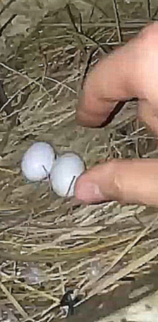 Мужик пытается украсть голубиное яйцо
