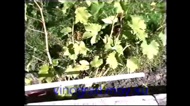 Практическая обрезка однолетнего виноградного куста