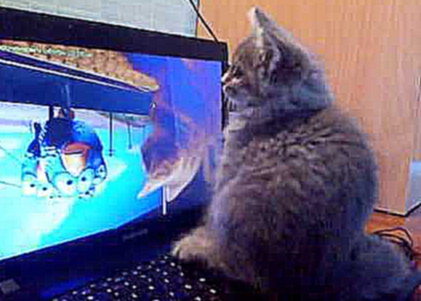 Кот смотрит, как кот смотрит мультик