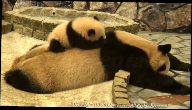 Малыш панды и его мама