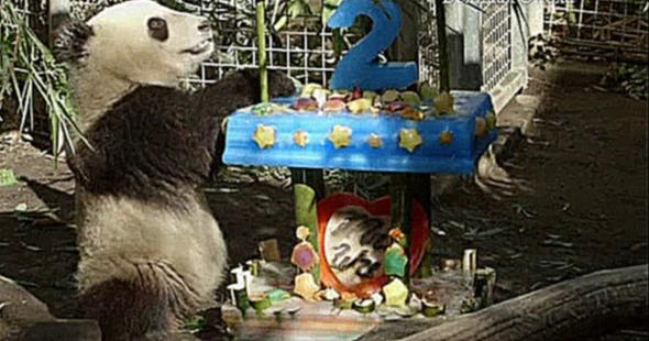 Большая панда зоопарка Сан-Диего отмечает день рождения 45-килограммовым тортом