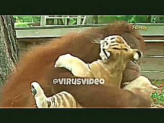 В мире животных ☺️ #virusvideo