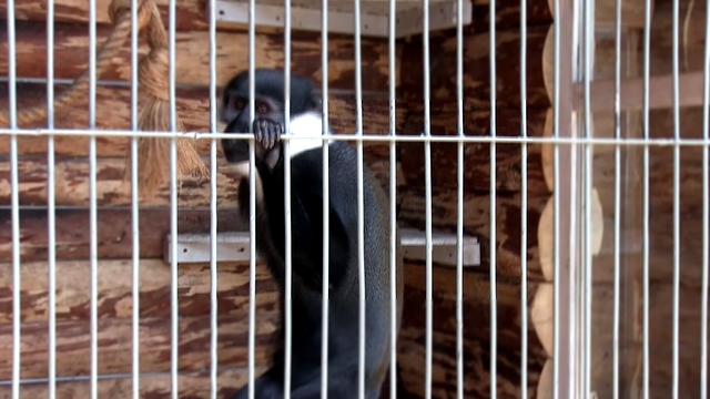 Бородатая мартышка очень смешно чешется в зоопарке отеля Ялта-Интурист в Крыму. Наш отдых 2015!