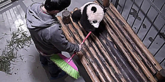 Панда помогает убираться