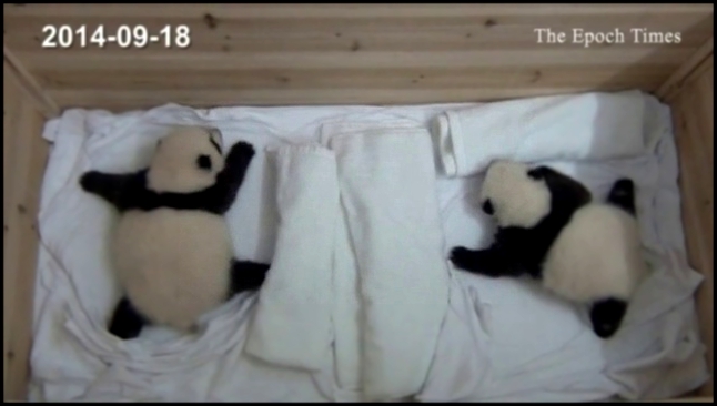 В зоопарке на юге Китая открыли глаза единственные в мире панды-тройняшки
