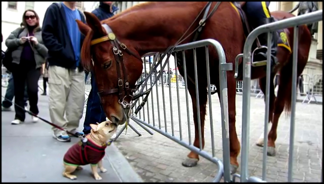 Собачка заигрывает с лошадью полицейского 