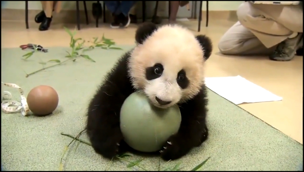 Панда жадина