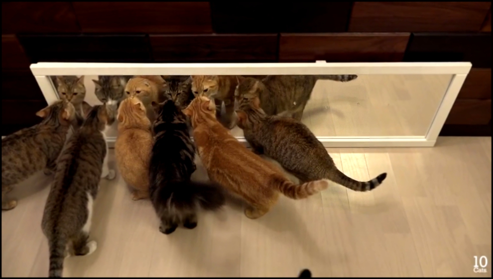 Коты и зеркало