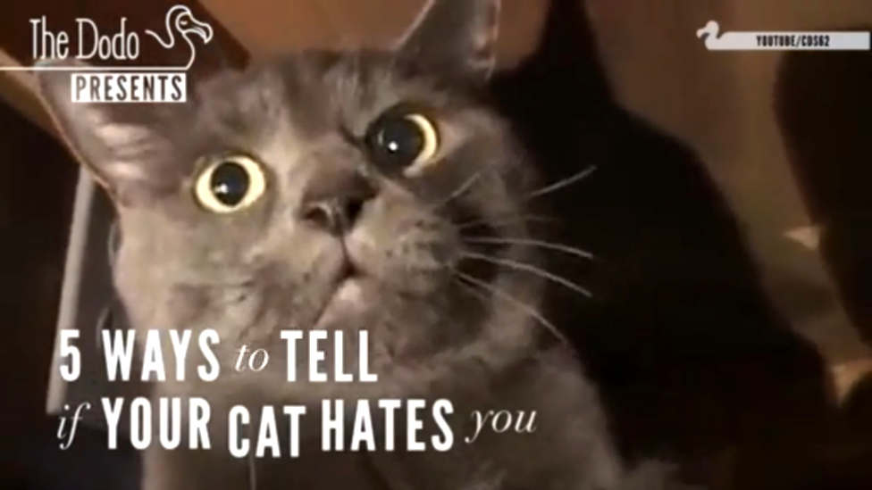 5 способов понять, что ваш кот вас ненавидит