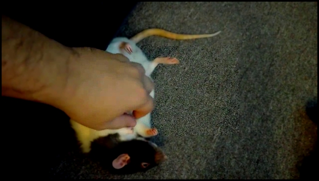 Крысе чешут живот