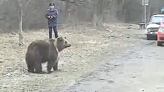 Медведь на трассе