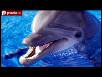 Дельфины НАТО покорят Чёрное море? 