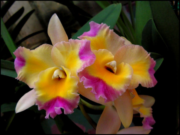  Орхидея фото Уход и выращивание орхидеи 
