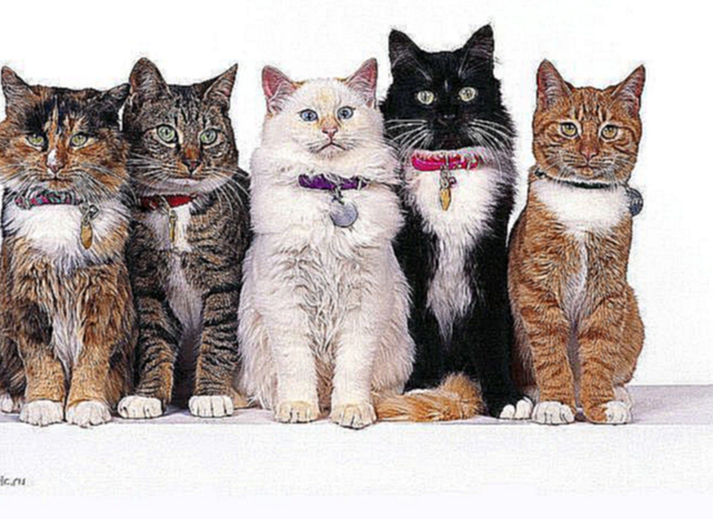 Кошки и коты Коты, котики, котята. Felines 