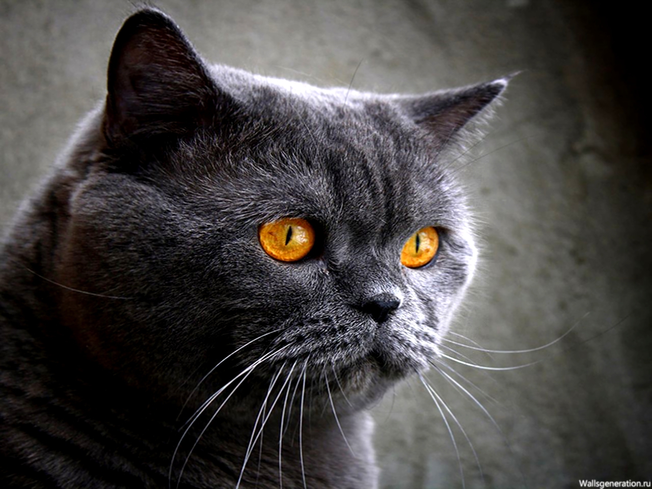 фото британская голубая кошка
