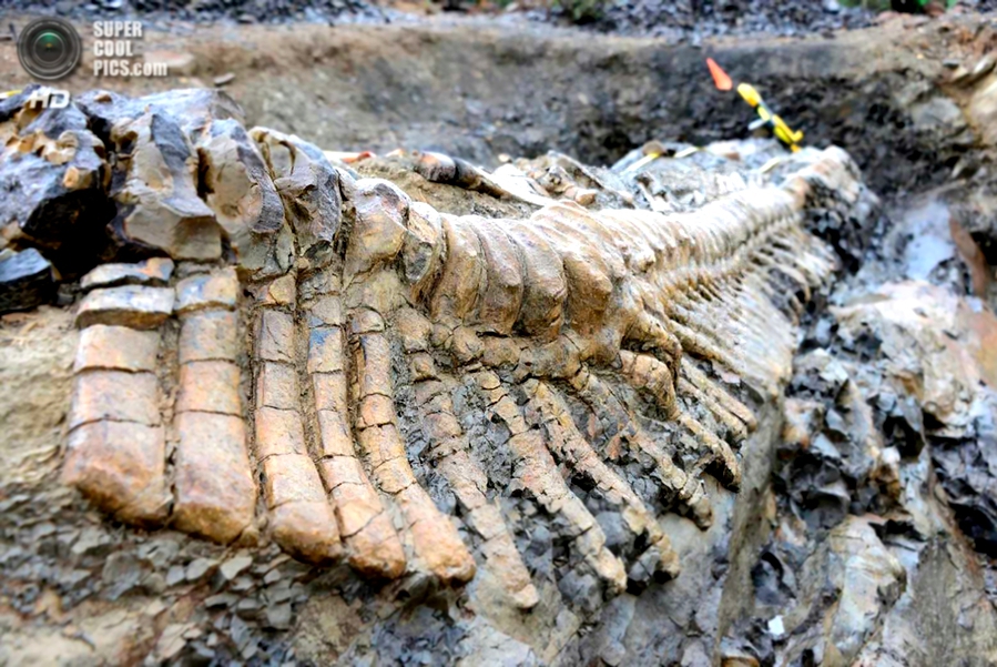 Ранее мы уже рассказывали вам о неокаменевшей кости динозавра, в которой до сих пор содержатся эритроциты и гемоглобин.5Также мы писали о «свежих костях