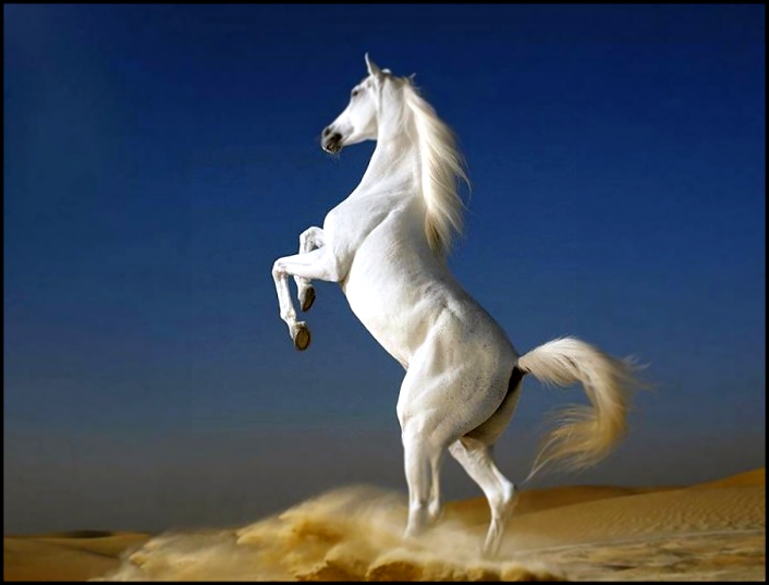 лошадь в год лошади обои Конь в песках фото
