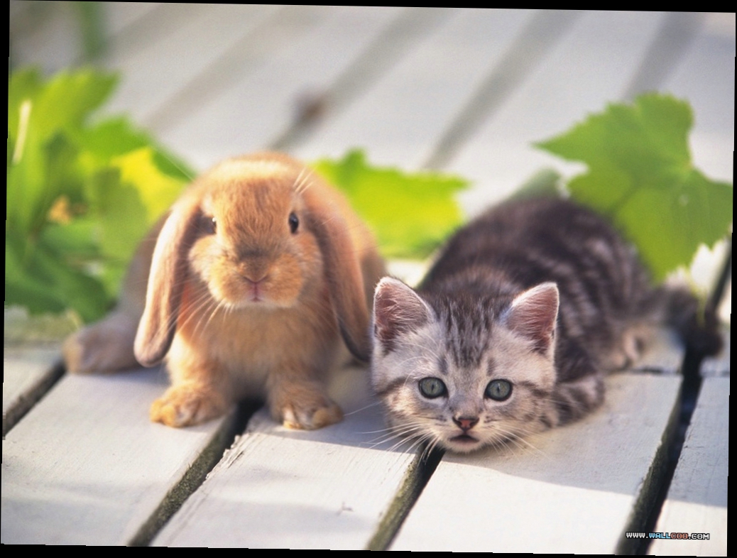 Котёнок и кролик вместе Обои с кроликами 