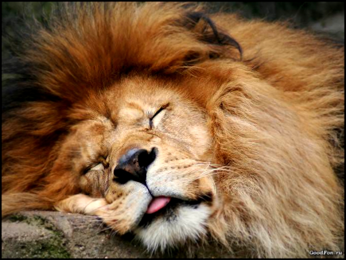 Интересные факты о львах. Lion Napping сон 